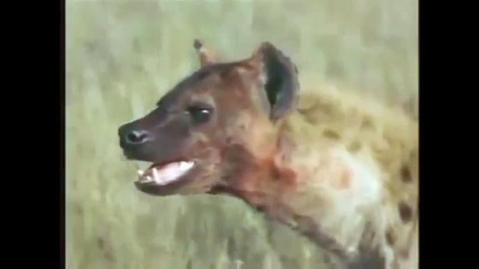Hyena Attack Lion Best animals fights  with wild 2016 animals lion tiger bear attack