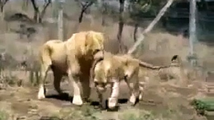 Lions Fight Lioness vs Lion Best animals fights  with wild 2016 animals lion tiger bear attack