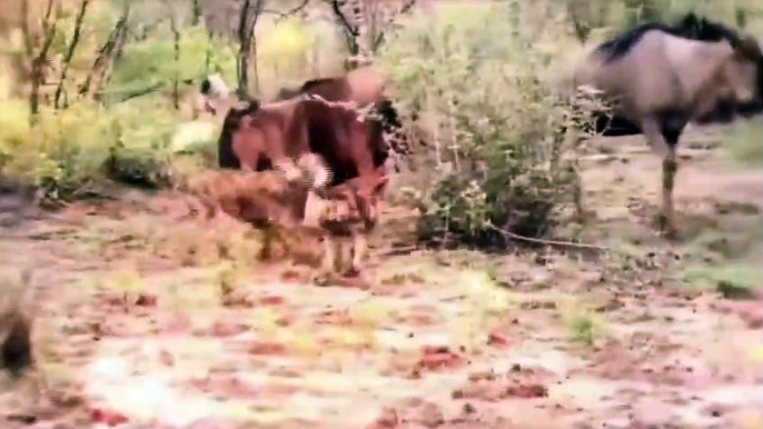 Awesome attack wild epic battle of wild dogs vs animals is not never lion buffalo warthog