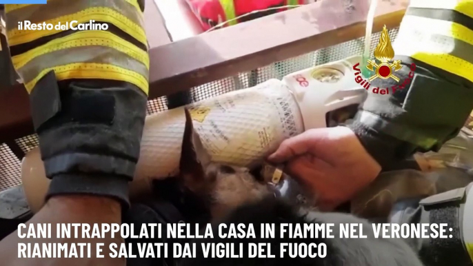 Cani intrappolati nella casa in fiamme nel Veronese: rianimati e salvati dai vigili del fuoco
