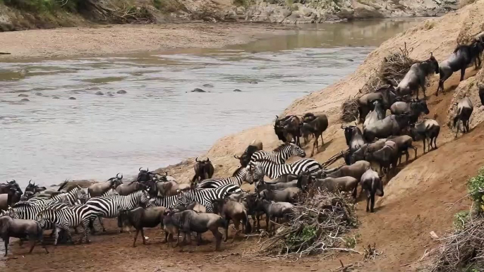 Crocodile Ambhush And Drag Zebras In water,but strong Zebra survive