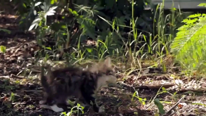 Ce chien protège un bébé chat malade... adorable