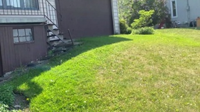 La carcasse d'un chevreuil décédé est visible de la rive sur le boulevard Bord-de-l'Eau à Salaberry-de-Valleyfield