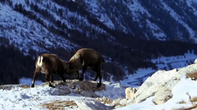 Winner Throw The Loser Down a 6000 Feet Cliff !!  Ibex Battles Are Unique