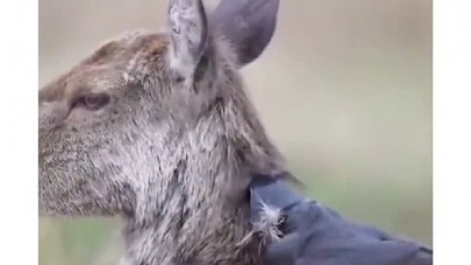 The birds are taking hair from the deer body