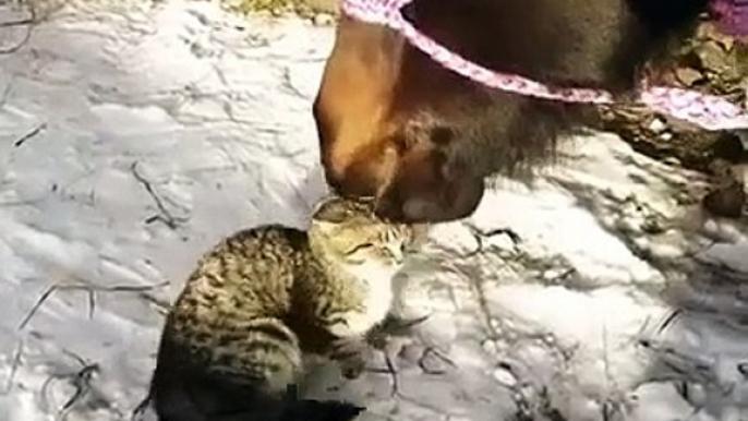 Ce cheval fait un gros calin à un chat... à sa façon