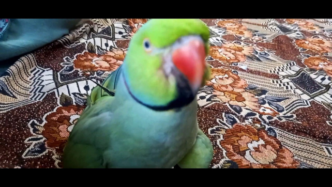 Raw Tota Indian Toto Talking bird Ringneck Parrot