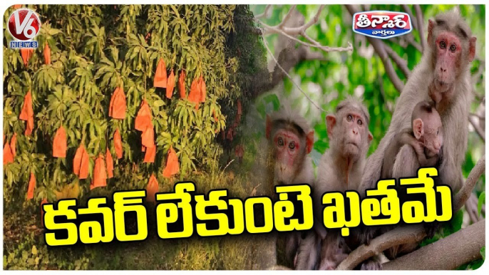 Mango Farmers Suffer Loss Due To Monkeys Issue At Mahabubabad | V6 Weekend Teenmaar