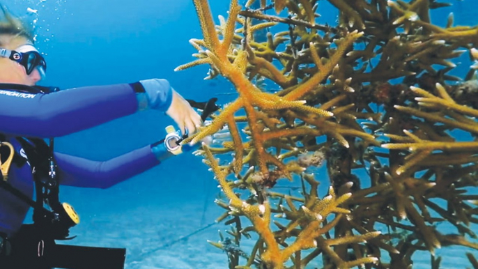 How disappearing coral reefs are being restored in the Florida Keys