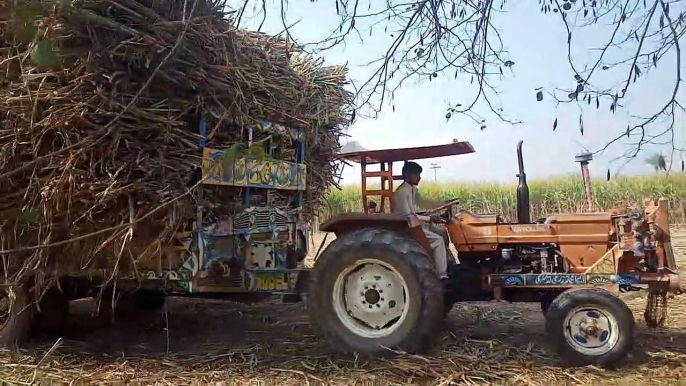 Three Tractors Carry Sugarcane Trolley From Field To Road || iftikhar sargana || iFi Vlogs