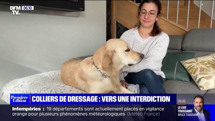 L'Assemblée nationale vote l'interdiction des "colliers de dressage" pour chiens et chats