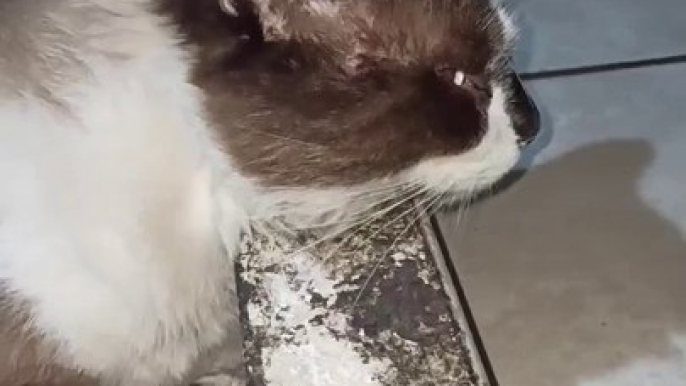 El gato chocolate acostado descansando mientras ve la lluvia caer felino peludo es mi amigo mascota