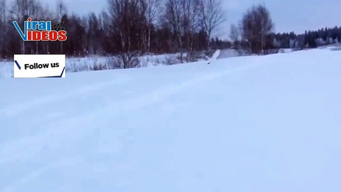 Willow Ptarmigan (Lagopus lagopus) | Nature is Amazing | Viral Birds Videos