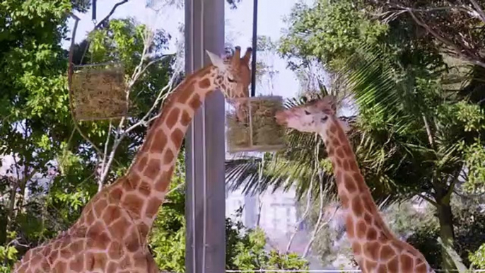 Inside Taronga zoo - Se1 - Ep06 HD Watch