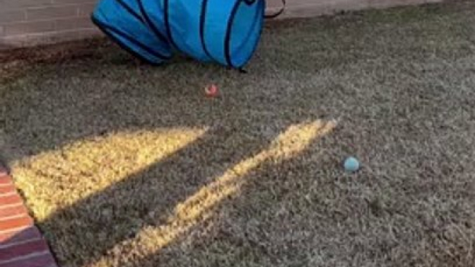 Storm The Heeler Playing in Agility Tunnel