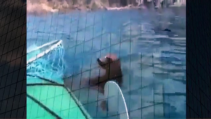 Sea Lion Attacks Kayaker Best Wild Animal Videos   Animal Attacks And Loves when animals attack