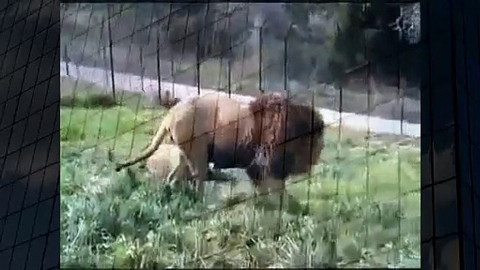 Lion Protecting Girl Best Wild Animal Videos   Animal Attacks And Loves when animals attack