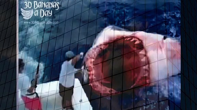 MEGALODON SHARK ATTACK boat off Florida coast Real or fake when animals attack (2)