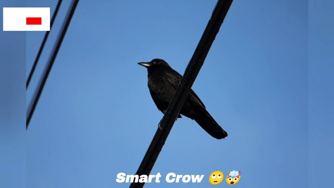 Thirsty Crow  When I was a child, I read it in a school story, see it in reality Today.  #crow #nature #birds #thirstycrow #naturelovers #inspiresemotions  ❤️ Inspires Emotions ❤️