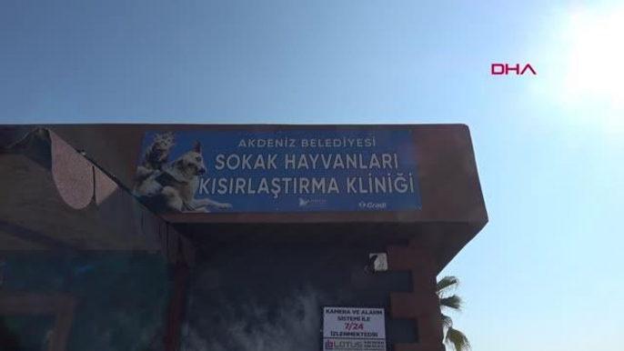 SOKAK HAYVANLARI KISIRLAŞTIRMA KLİNİĞİ'NDE SOKAK HAYVANLARI KISIRLAŞTIRILIP, SAHİPLENDİRİLİYOR