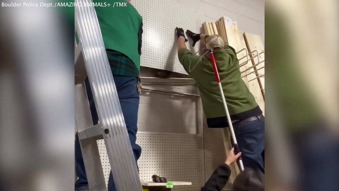 Wild raccoon leads Colorado police on indoor chase after getting STUCK in wall of local store