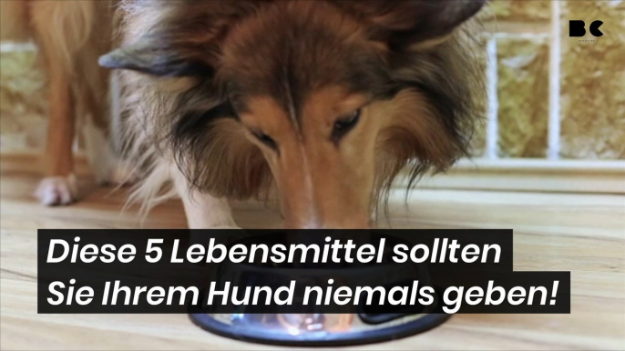 Diese 5 Lebensmittel dürfen Sie Ihrem Hund niemals geben!