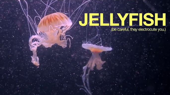 Jellyfish | movie | 2010 | Official Clip