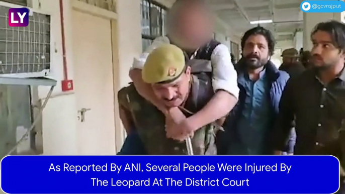 Leopard Enters Ghaziabad Court Premises In Uttar Pradesh, Several Injured In The Attack