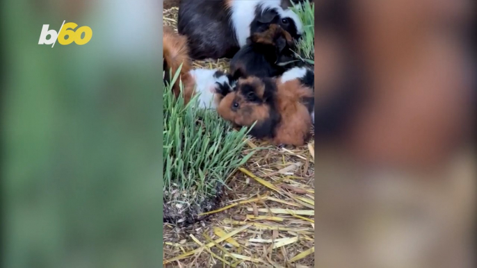 This Man Has 80 Guinea Pigs in His Backyard!