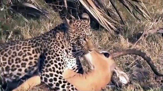 Most Amazing Wild Animal Save other Animals - Most Amazing Wild Animal Attacks, lion, Deer, zebra