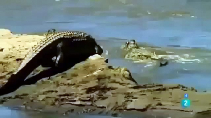 Animals hunting prey crocodile attacks zebra MUST SEE WHEN ANIMALS ATTACK !