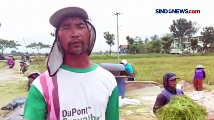 Hasil Panen Padi Turun Drastis, Petani di Pemalang Mengeluh Sulit Dapatkan Pupuk Subsidi