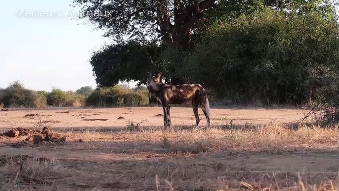 Injured Elephant Became A Meal for Cruel Animals