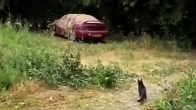 Ce chat passe un sale moment avec tous ces corbeaux méchants