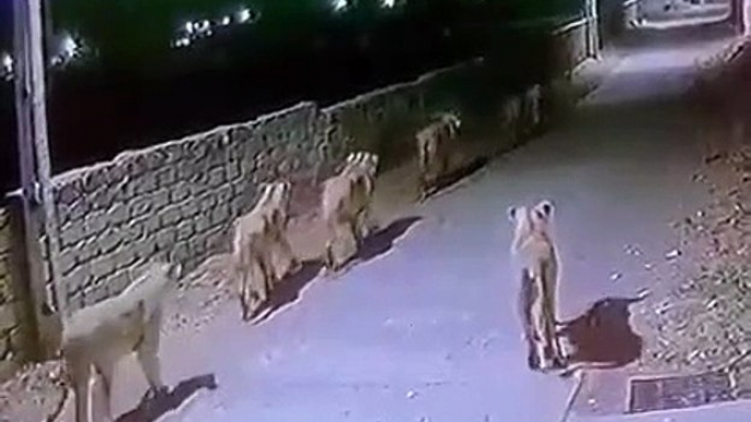 8 lions seen roaming on the road, CCTV  #viral #viralvideo #viralshorts #shorts #shortvideo