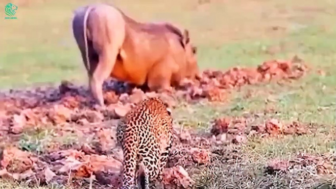 Painful Moments! Lion Gets Too Bitter Ending When Clashing Ferocious Warthog   Wild Animals Fight