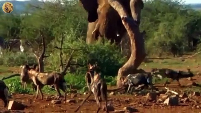 The Moment The Wild Dogs Killed Newborn Elephants Heartlessly   Animals Fight