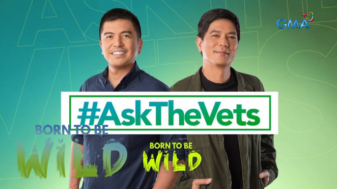 #AskTheVets with Doc Nielsen and Doc Ferds | Born to be Wild