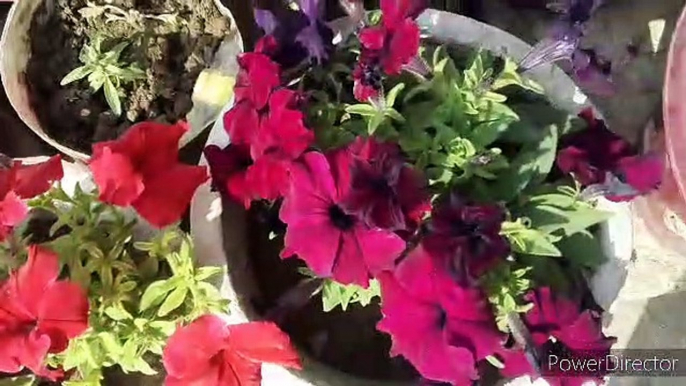 Bougainvillea flowering tips  Bougainvillea fertilizer n care tips Bougainvillea Plant Care Tips  How to grow and Care Bougainvillea Flowers Plants  @NDLovelyGarden @Bableejha #NDLovelyGarden