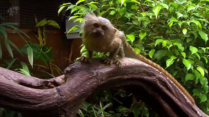 The Secret Life Of The Zoo - Se2 - Ep05 HD Watch