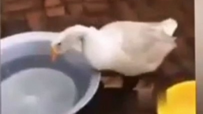 Top Trending Funny bird clip-29 2023 #topp #viral # trending #comedy #funny #bird #dog #cat