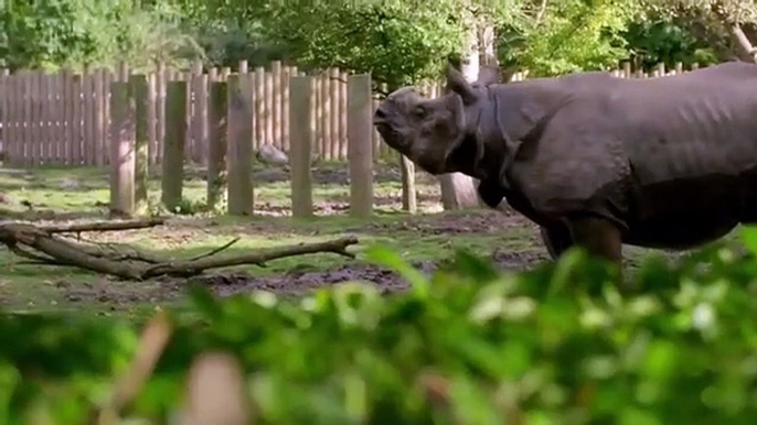 The Secret Life Of The Zoo - Se5 - Ep02 HD Watch