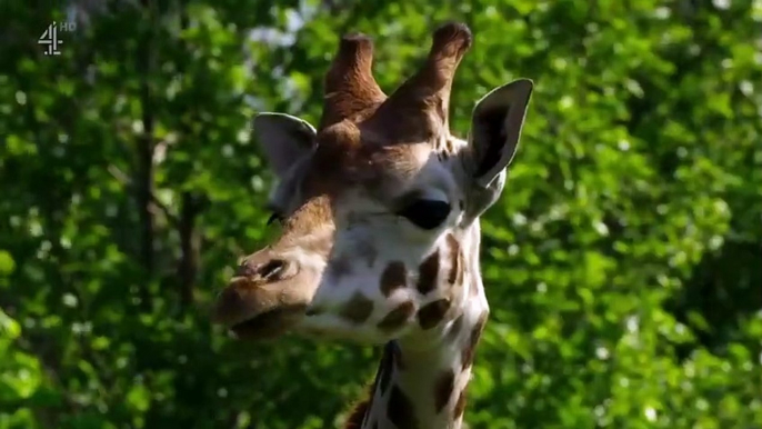 The Secret Life Of The Zoo - Se6 - Ep03 HD Watch