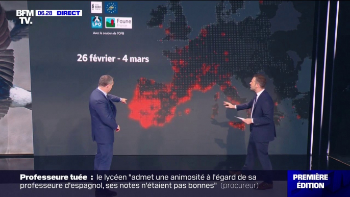 Les hirondelles sont-elles de retour en France?