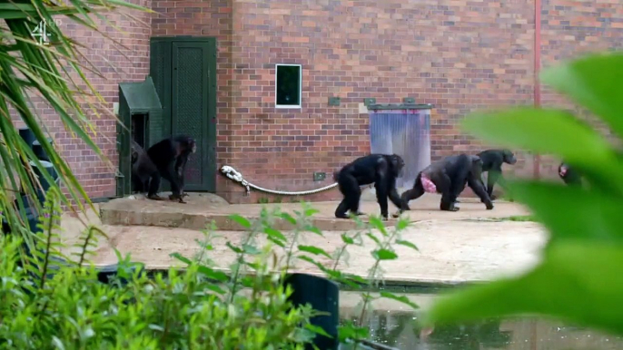 The Secret Life Of The Zoo - Se6 - Ep02 HD Watch