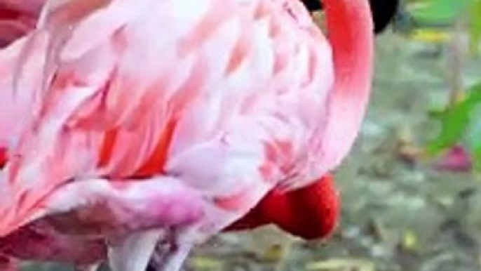 Flamingo Birds Water Bird Pink Feathers Plumage|#Flamingo Birds video |Bird video