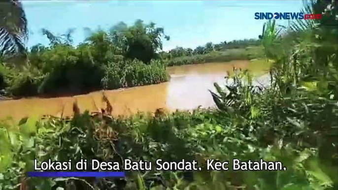 Buaya Muncul di Sungai Dekat Kebun Sawit, Warga Mandailing Natal Resah