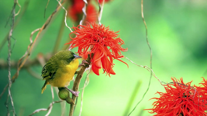 Beautiful birds 4k HDR 10+