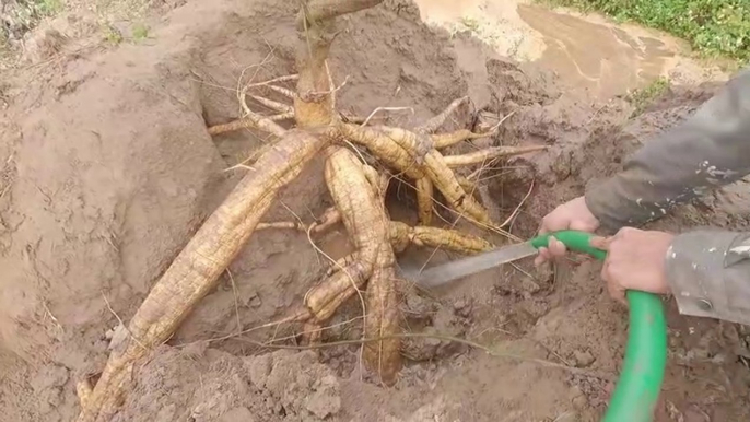 It's Hard To Believe Without Witnessing The Harvest Of The Whole 100Kg Cassava Roots | Clean Agriculture