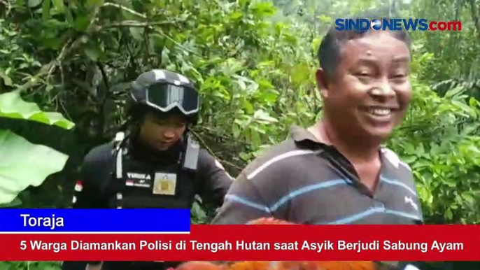 5 Warga Diamankan Polisi di Tengah Hutan saat Asyik Berjudi Sabung Ayam di Tana Toraja